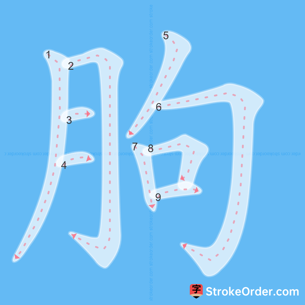 Standard stroke order for the Chinese character 朐