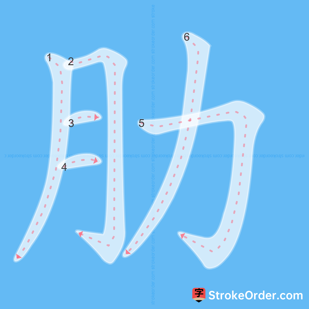 Standard stroke order for the Chinese character 肋