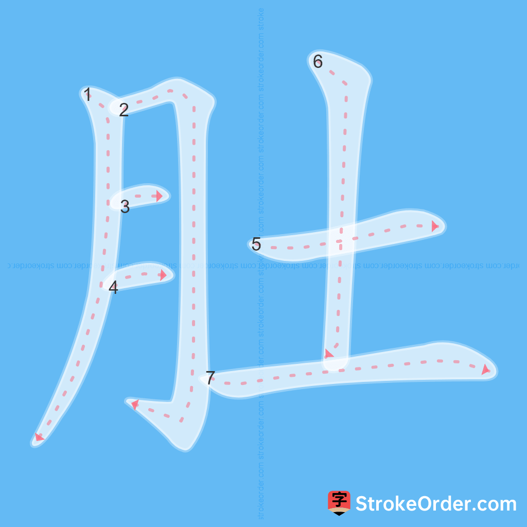 Standard stroke order for the Chinese character 肚