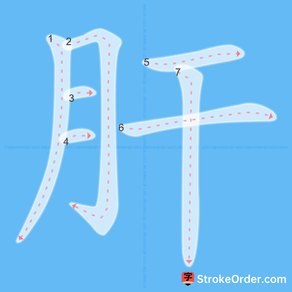 Standard stroke order for the Chinese character 肝