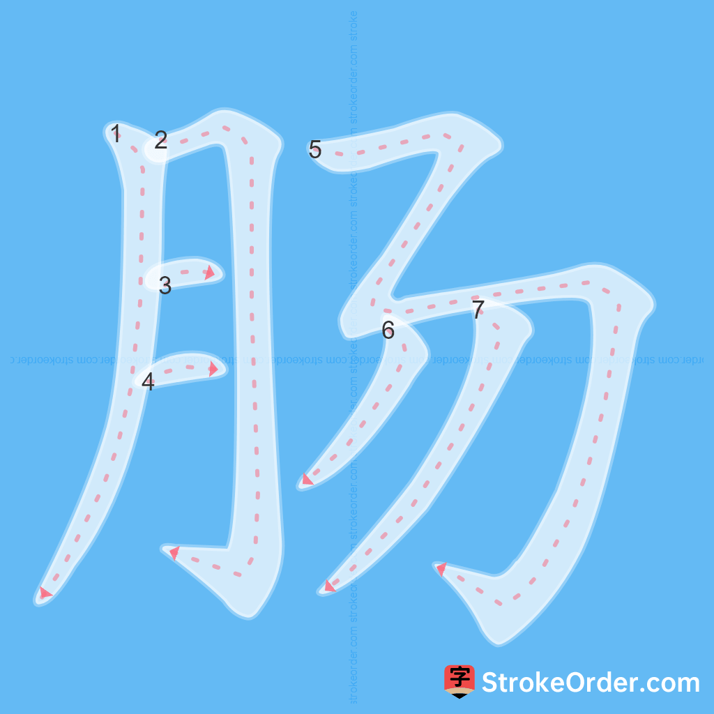 Standard stroke order for the Chinese character 肠