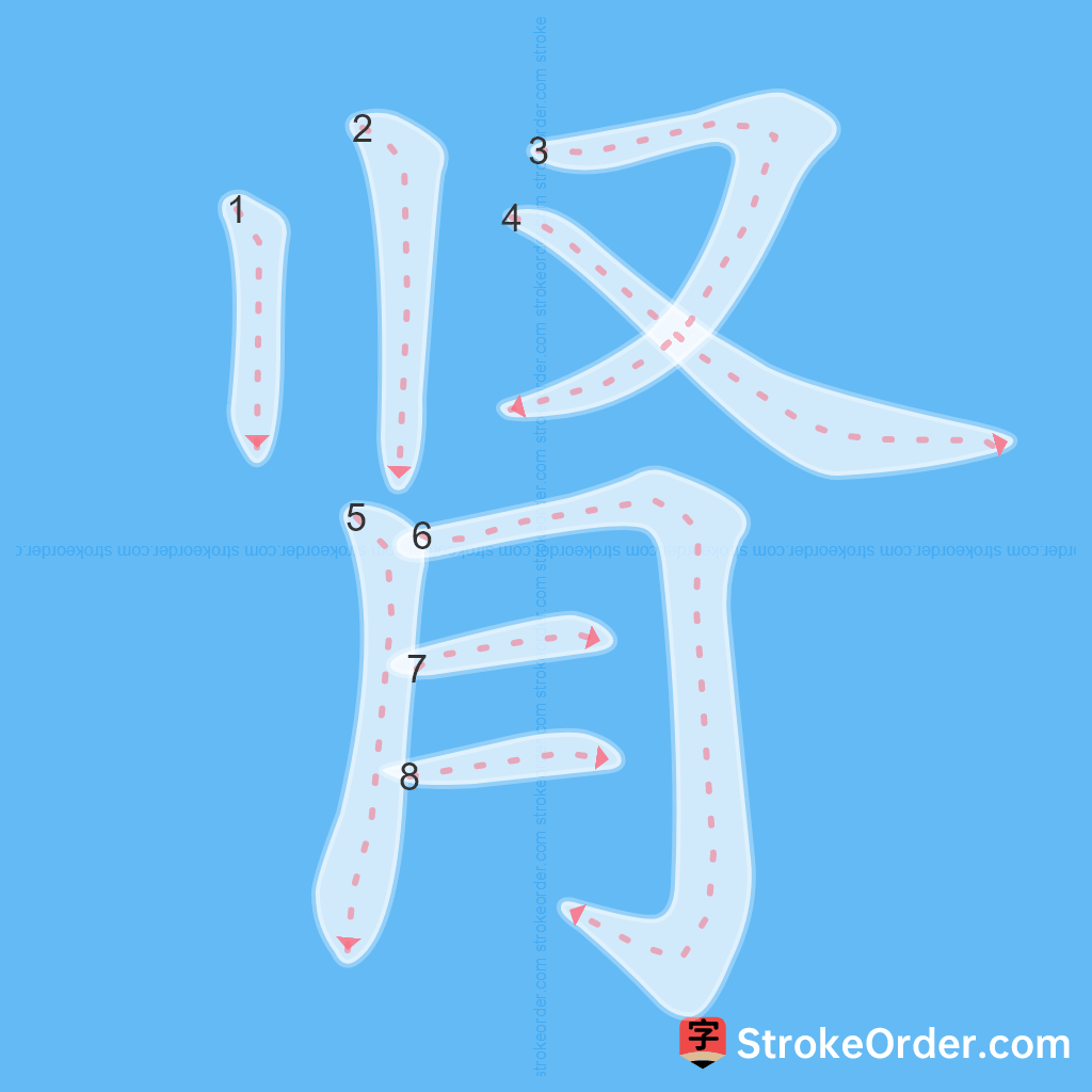 Standard stroke order for the Chinese character 肾