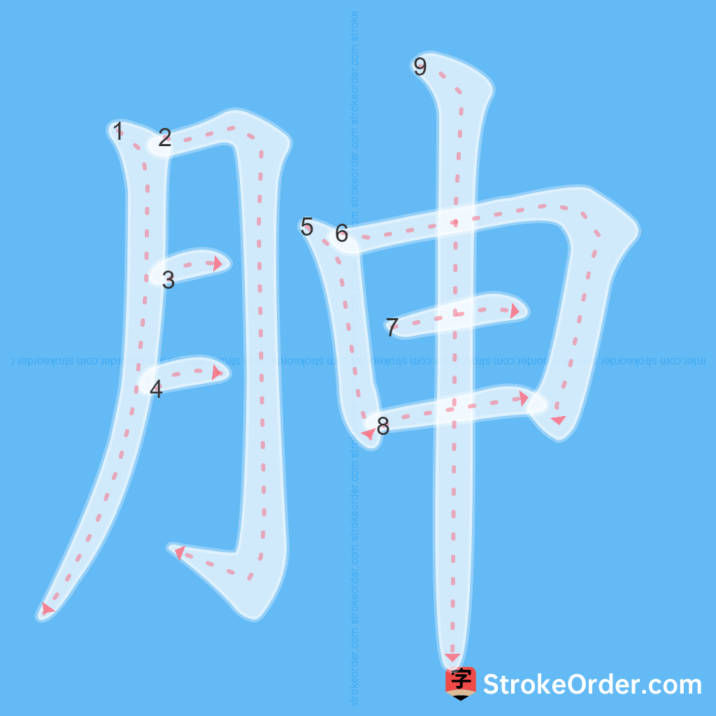 Standard stroke order for the Chinese character 胂