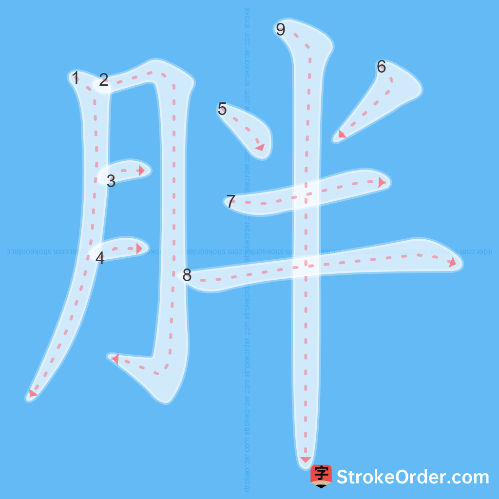 Standard stroke order for the Chinese character 胖