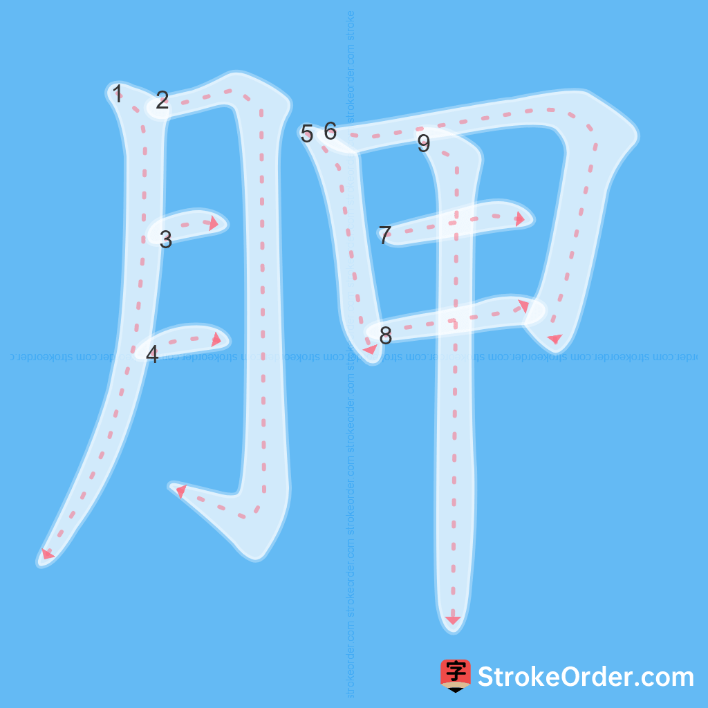 Standard stroke order for the Chinese character 胛