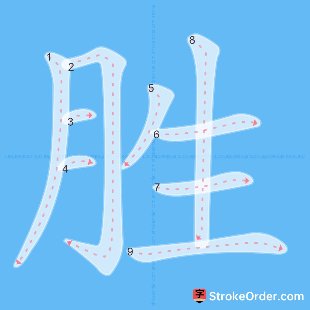 Standard stroke order for the Chinese character 胜