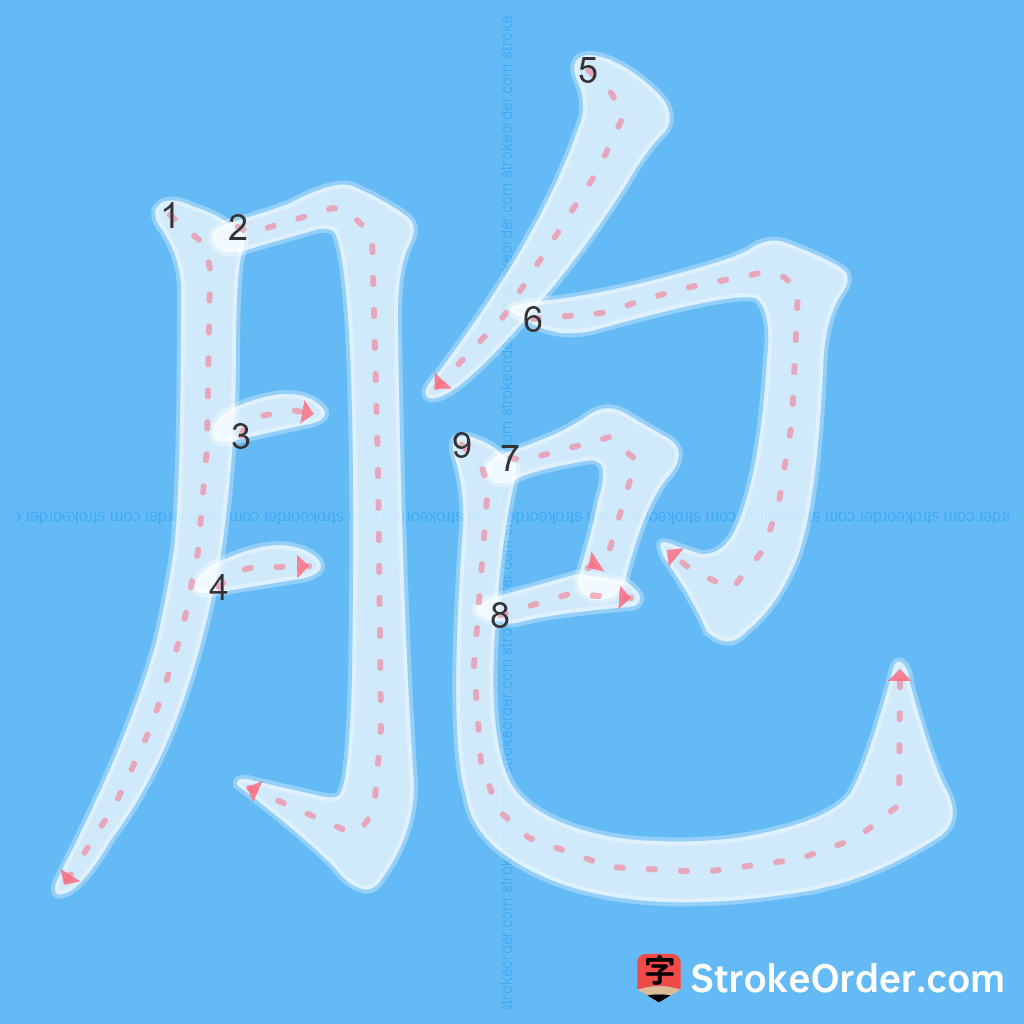 Standard stroke order for the Chinese character 胞