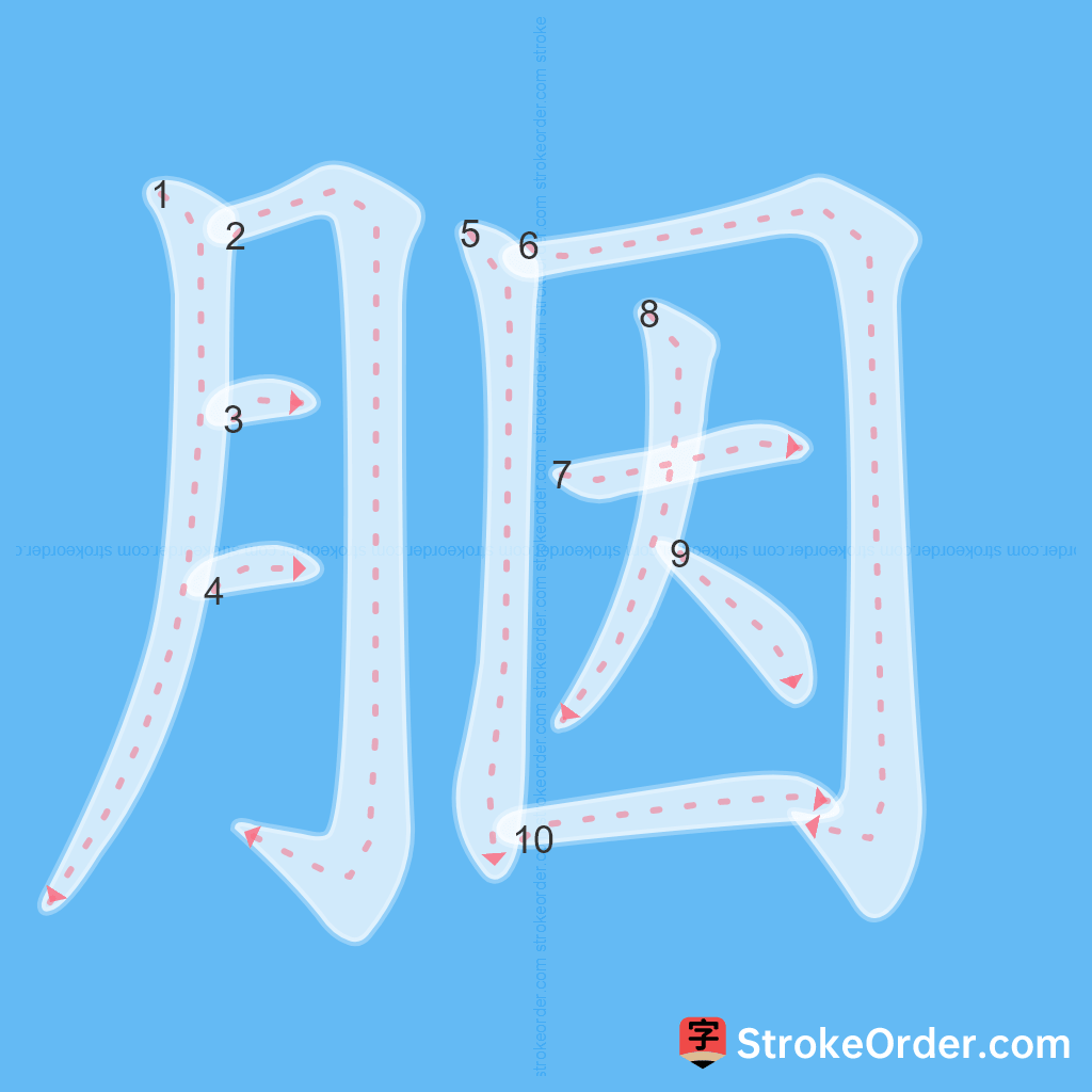 Standard stroke order for the Chinese character 胭