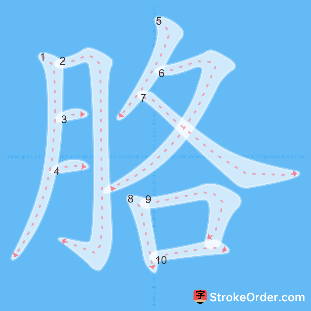 Standard stroke order for the Chinese character 胳