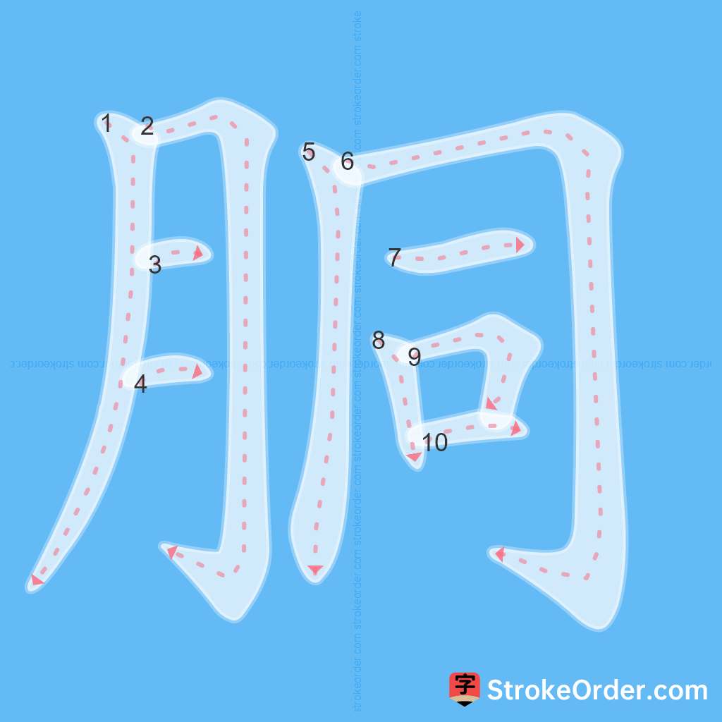 Standard stroke order for the Chinese character 胴