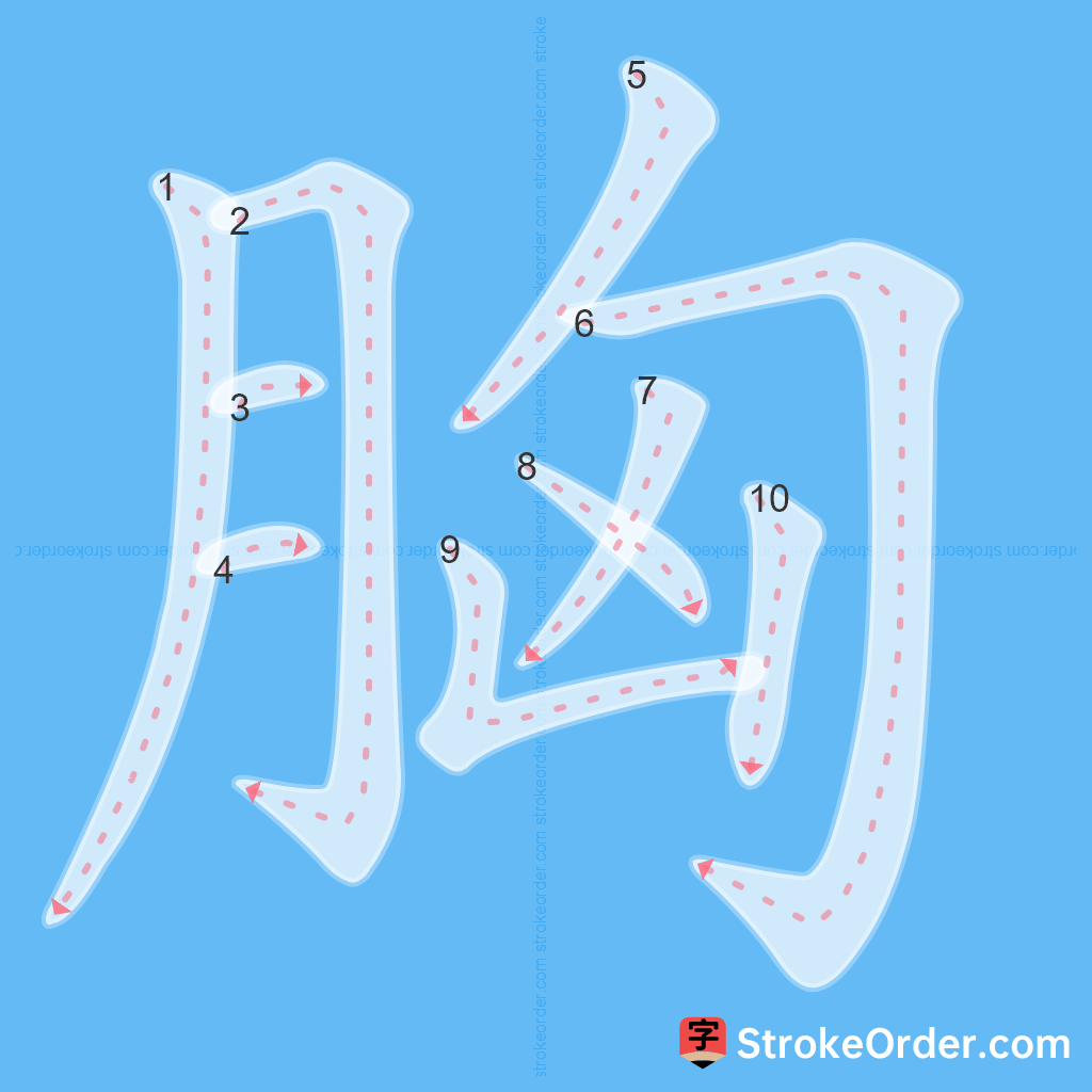 Standard stroke order for the Chinese character 胸