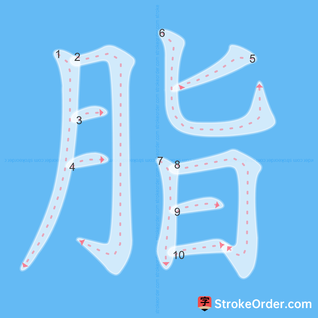 Standard stroke order for the Chinese character 脂