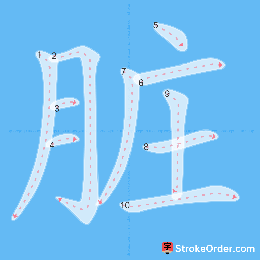 Standard stroke order for the Chinese character 脏