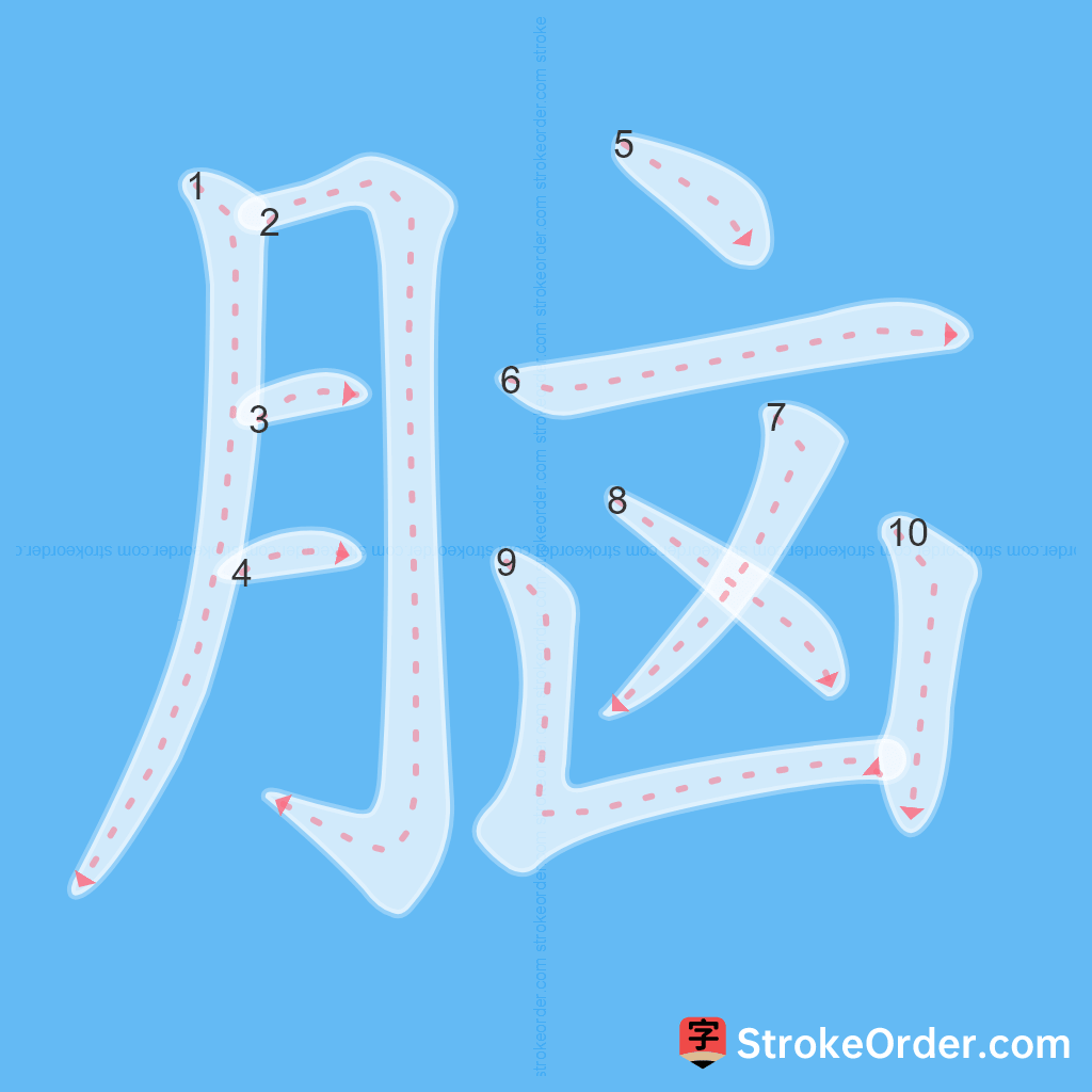 Standard stroke order for the Chinese character 脑