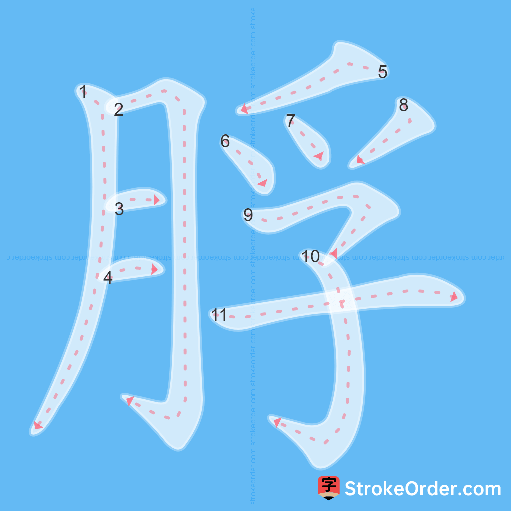 Standard stroke order for the Chinese character 脬