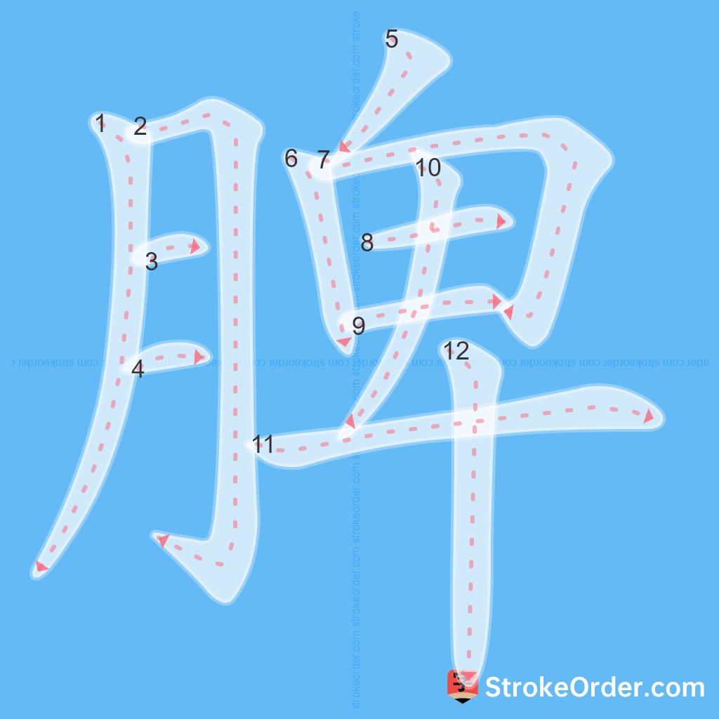 Standard stroke order for the Chinese character 脾