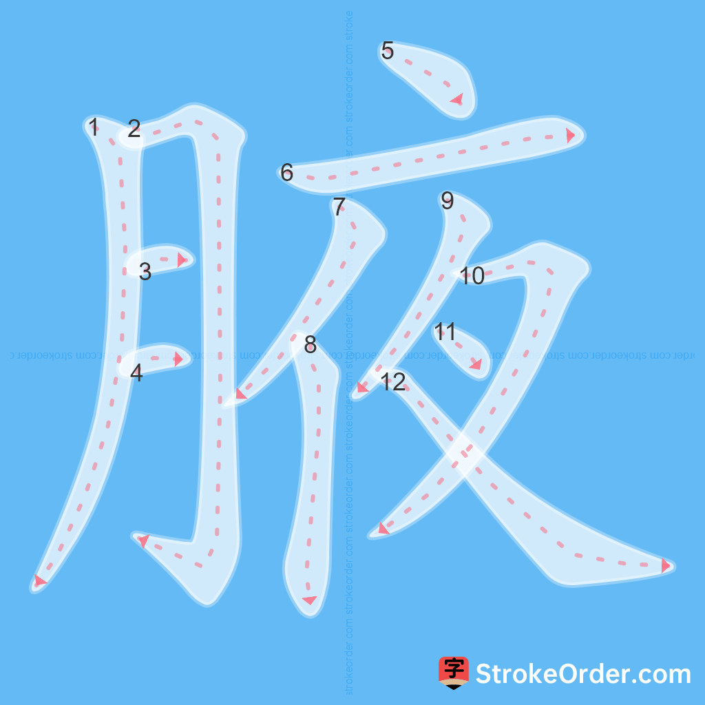 Standard stroke order for the Chinese character 腋