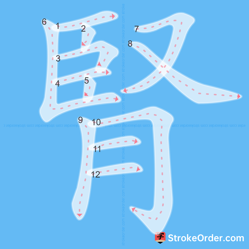 Standard stroke order for the Chinese character 腎