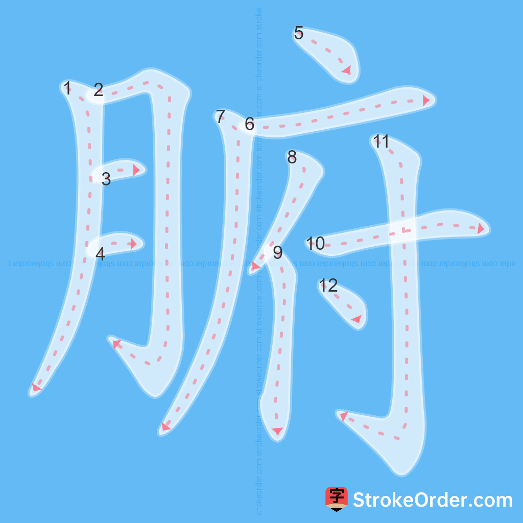 Standard stroke order for the Chinese character 腑