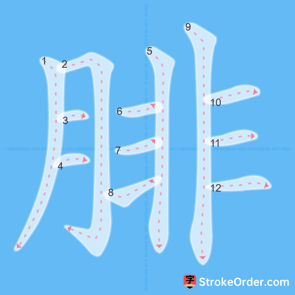 Standard stroke order for the Chinese character 腓