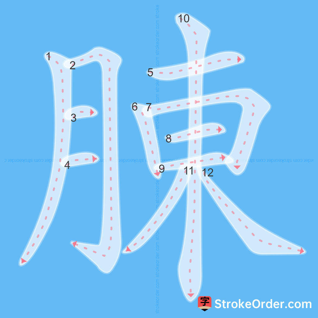 Standard stroke order for the Chinese character 腖