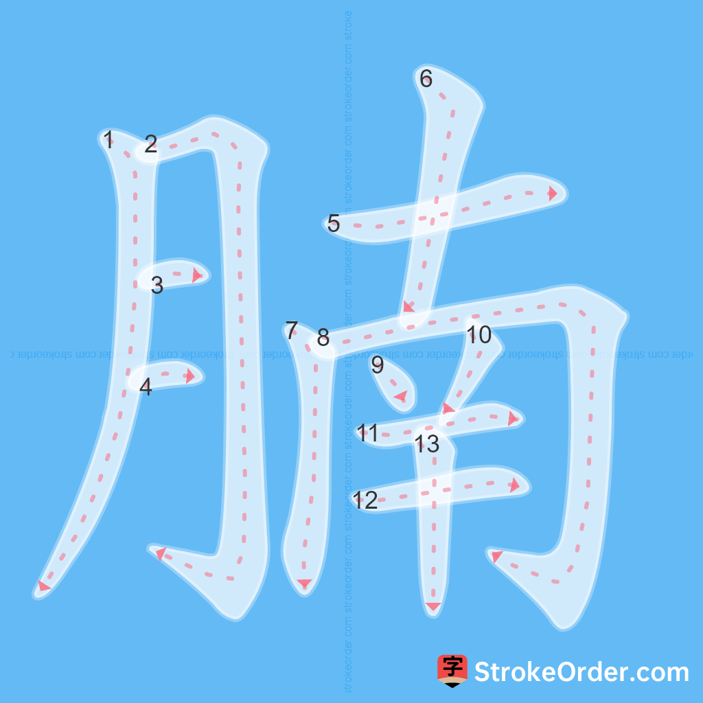 Standard stroke order for the Chinese character 腩
