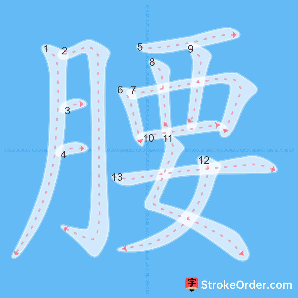 Standard stroke order for the Chinese character 腰