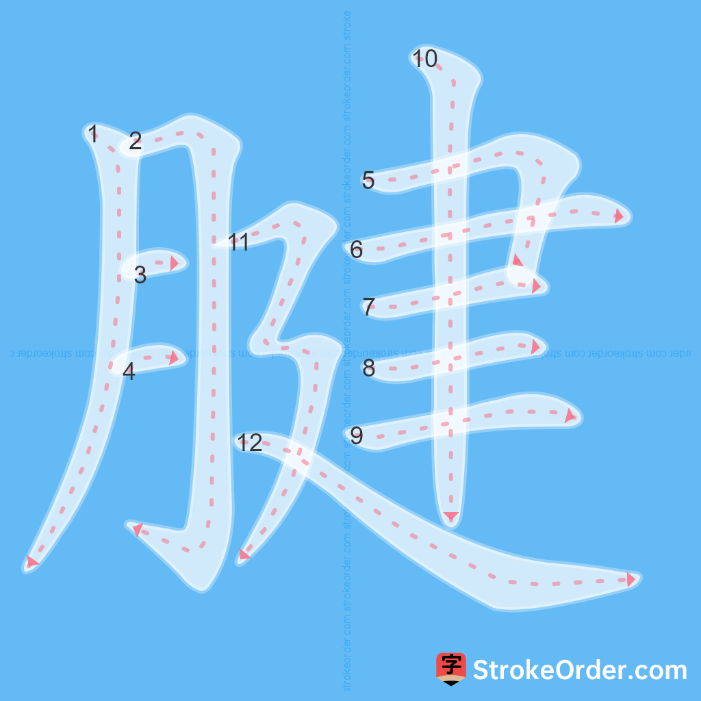 Standard stroke order for the Chinese character 腱