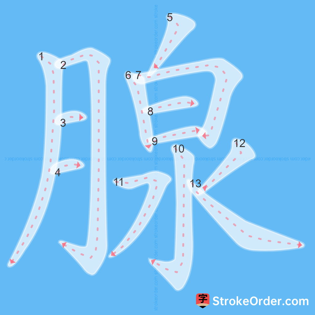 Standard stroke order for the Chinese character 腺