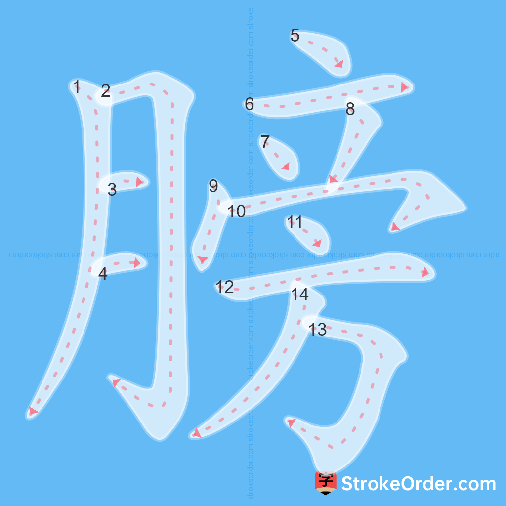 Standard stroke order for the Chinese character 膀