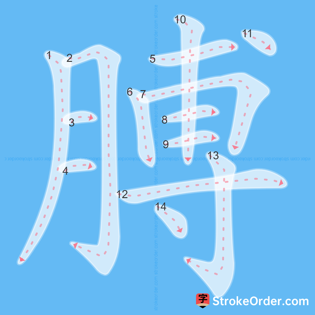 Standard stroke order for the Chinese character 膊