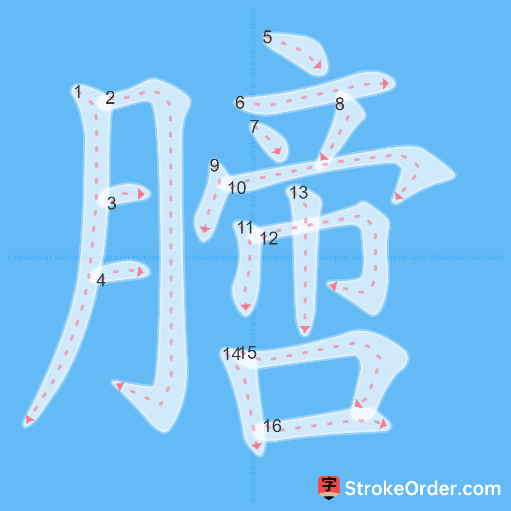 Standard stroke order for the Chinese character 膪