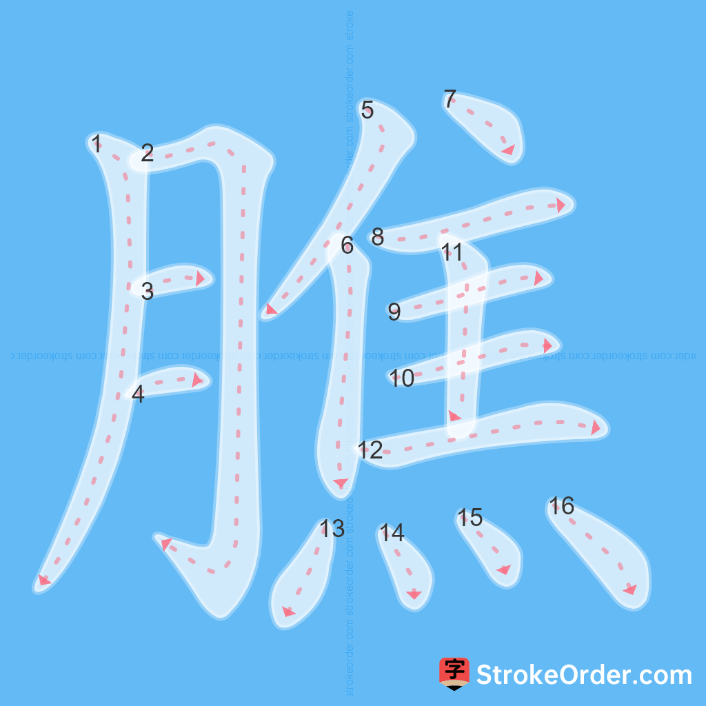 Standard stroke order for the Chinese character 膲