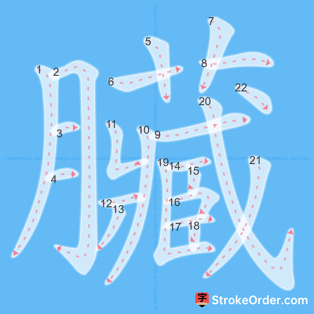 Standard stroke order for the Chinese character 臟