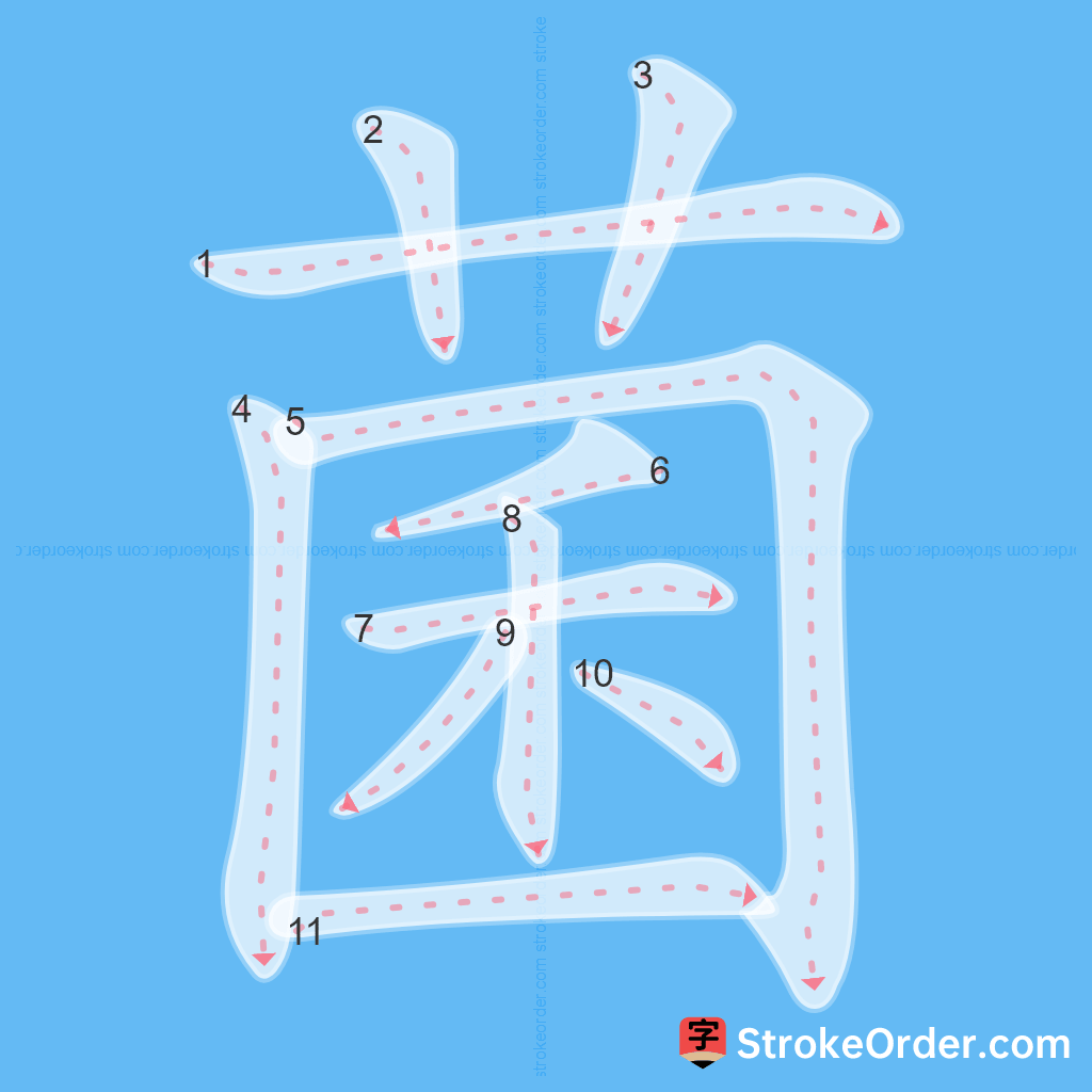 Standard stroke order for the Chinese character 菌