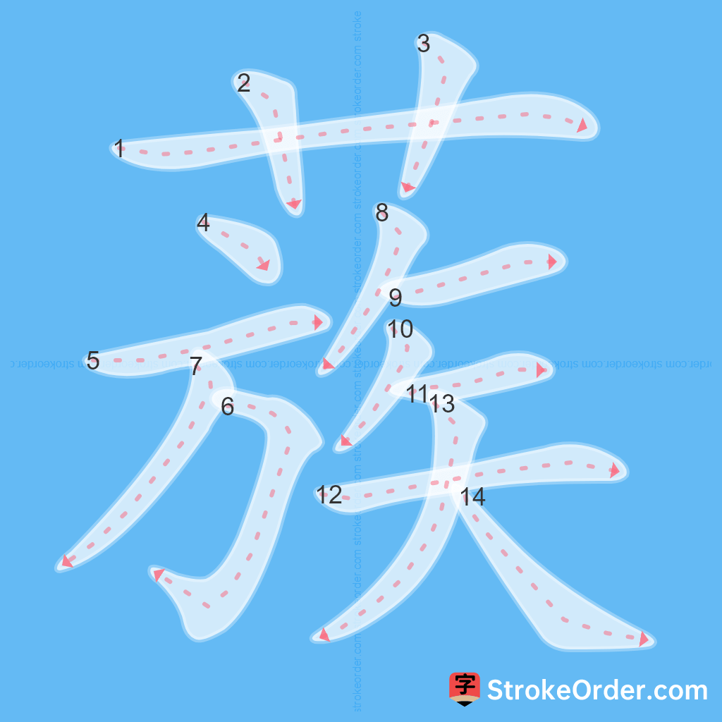 Standard stroke order for the Chinese character 蔟