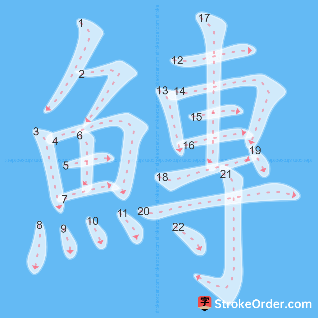 Standard stroke order for the Chinese character 鱄
