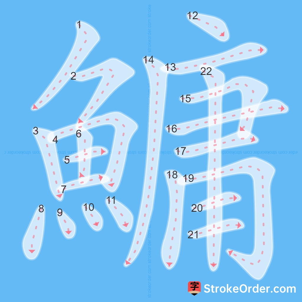 Standard stroke order for the Chinese character 鱅