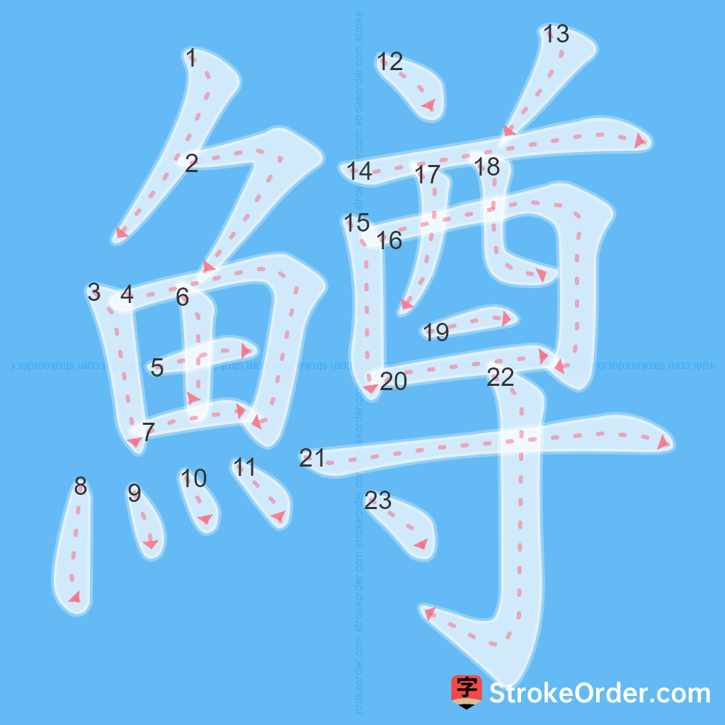 Standard stroke order for the Chinese character 鱒
