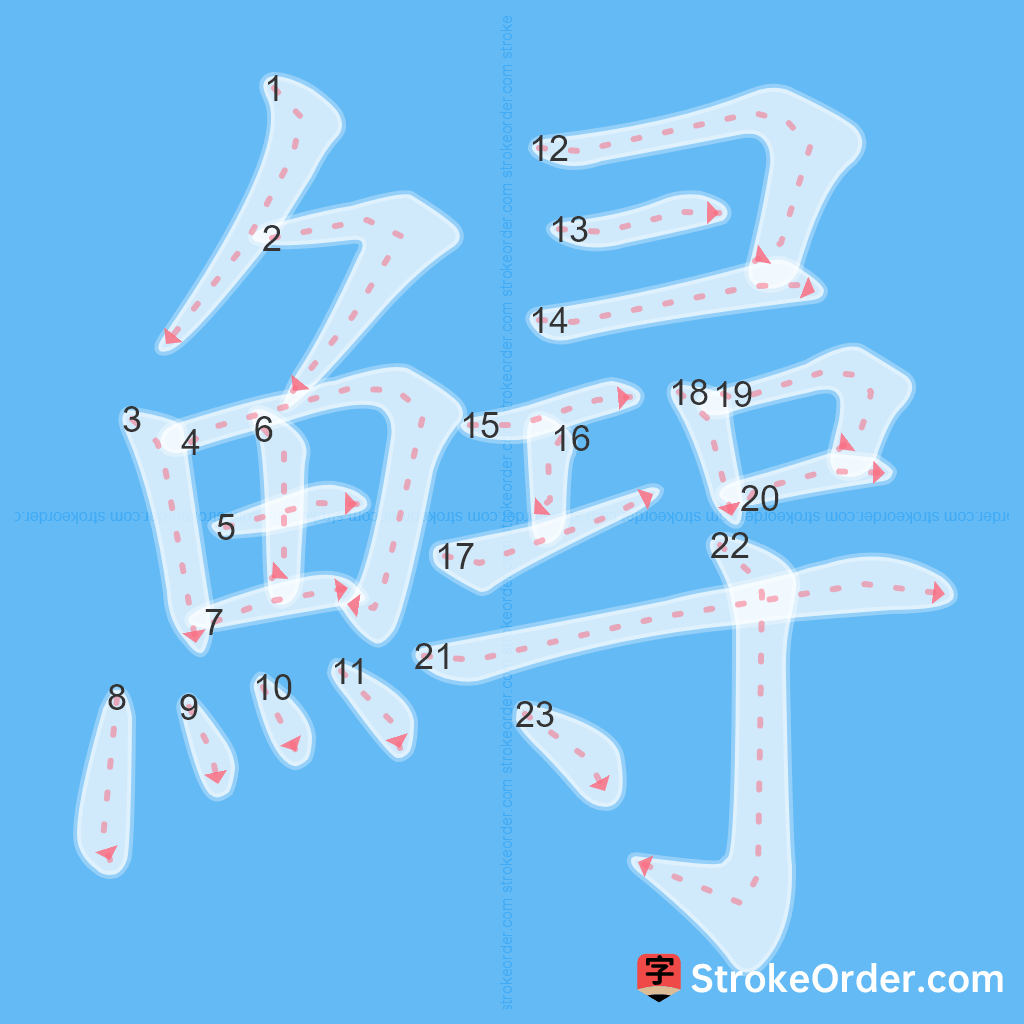 Standard stroke order for the Chinese character 鱘