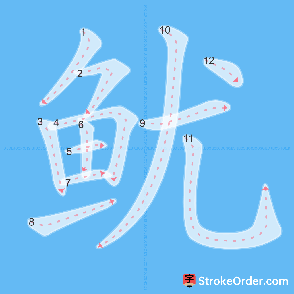 Standard stroke order for the Chinese character 鱿