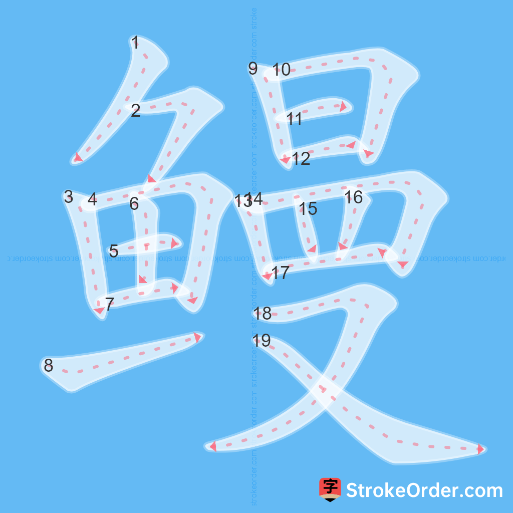Standard stroke order for the Chinese character 鳗