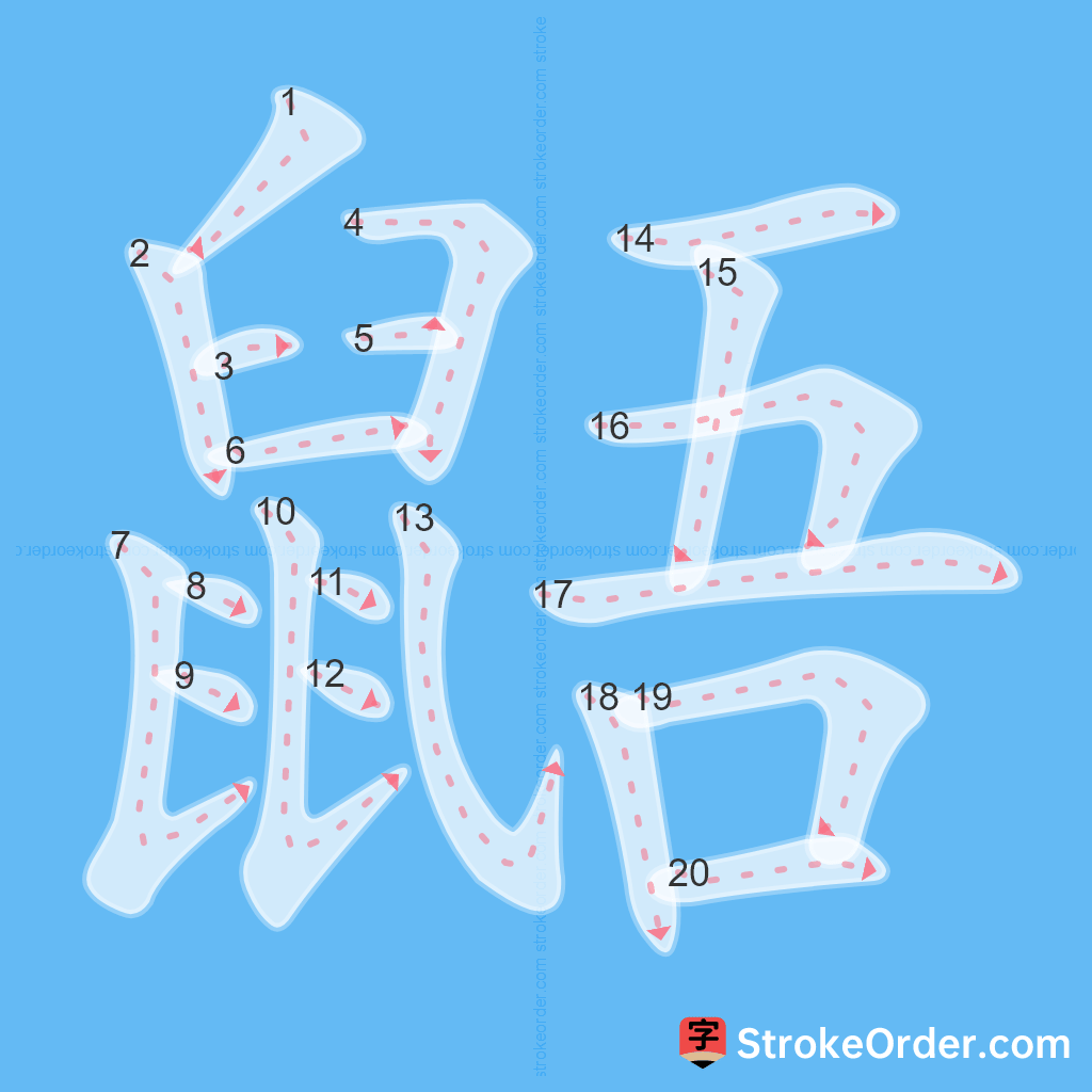 Standard stroke order for the Chinese character 鼯