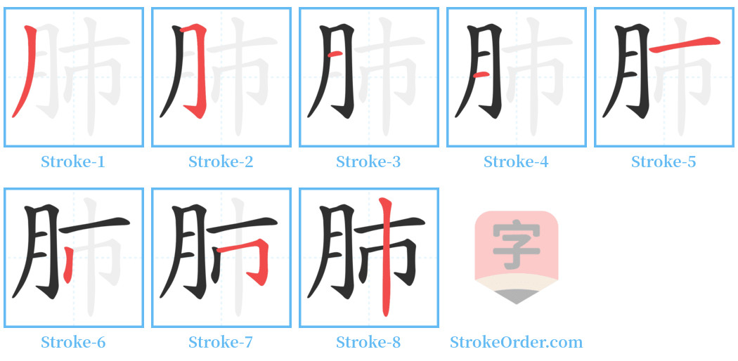 肺 Stroke Order Diagrams