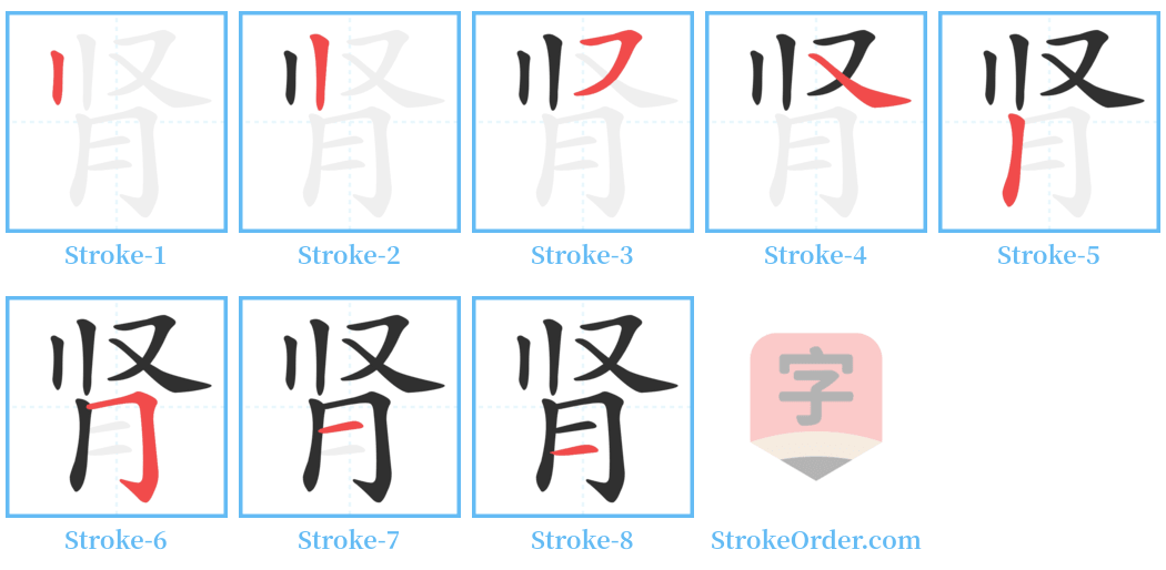 肾 Stroke Order Diagrams