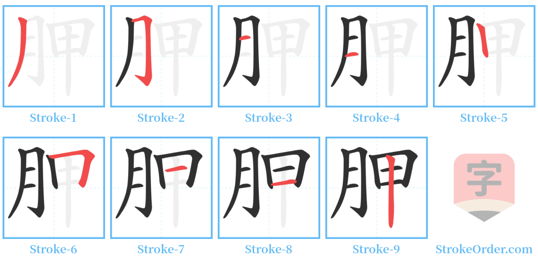 胛 Stroke Order Diagrams